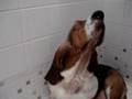 Bassett Shower