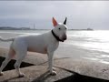 bull terrier or sea terrier?