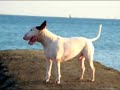 bull terrier or sea terrier?