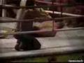 akita especial mma 