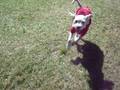 videos de Rascal rolling down the LSU Indian Mounds