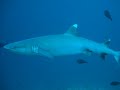 Swimming With A White Tip Reef Shark Maldives