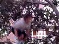 Dany se tira desde un arbol en Perillo