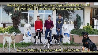 download kopeklerle ciko joker ve aria ile sokaga ciktik insanlarin tepkisi bakin ne oldu in hd mp4 3gp codedfilm