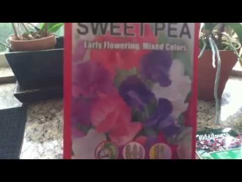 how to grow sweet peas
