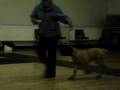 Boerboel video