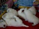 щенки
