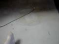 videos de Sloopy 087