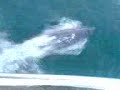 Dolphins in The Camel Estuary Padstow