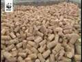 Cork in Portugal