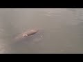 Manatee with two kalf