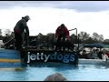 Jetty dogs, All about dogs 2007