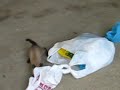 Gato jugueton