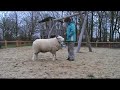 Schaap Lambo met kunstjes
