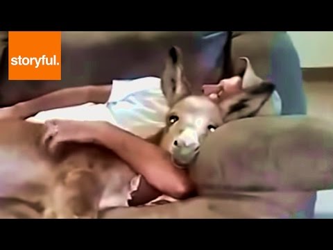 YouTube: no vas a creer cómo descansa esta tierna burrita