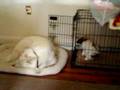videos de 11/19/2008 Oliver westin' with Charlie! 4068