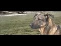 Rock Dog