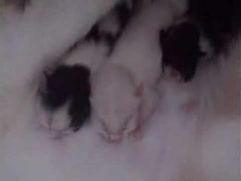 おっぱいを飲む子猫Youtube(ゆーちゅーぶ)・Dailymotion動画