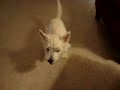 Westies watch Animal Planet\