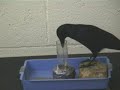 A sapi�ncia do Corvo
