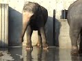 ゾウの異常行動／動物園