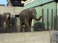 videos de ゾウの異常行動／動物園