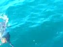 Catching Marlin off Cabo San Lucas, Mexico