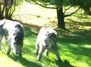 Wolfies 4