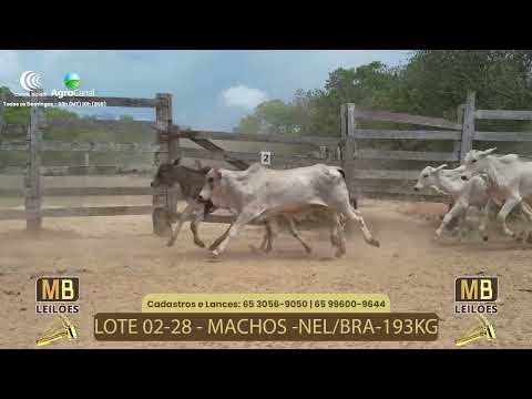 523 LEILO VIRTUAL MB LEILES