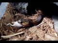 Snouted Cobra First Feed