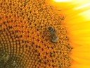 honey bees p?ele na suncokretu