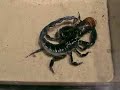Scorpion Science