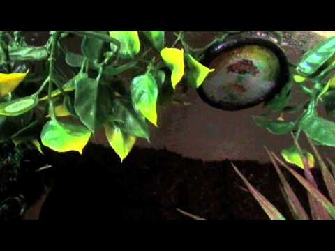 how to care for a praying mantis ootheca
