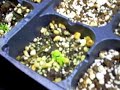 my venus fly trap project :D