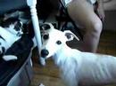 Our Whippet Molly Rowsell Talking!