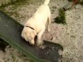 Skilos poromenos me ta xalikia!!! - Labrador Retriever