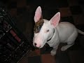 Bodger my english bull terrier