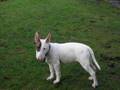 Bull Terrier Inglés video