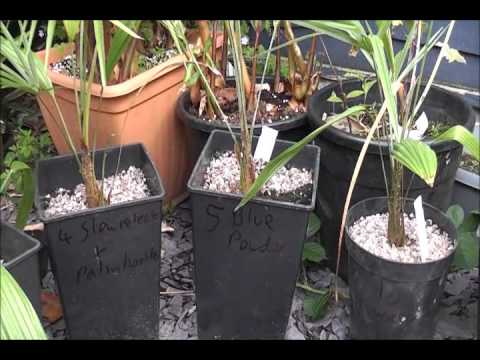 how to fertilize king palm