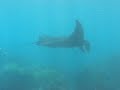 Recce Divers op Manta Point in Bali