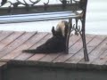 River otter