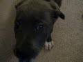 Junior messin with our puppy Zoie