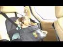 Squeaky dachshund Squeaky dachshund