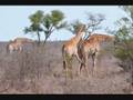 videos de Zuid Afrika 2008 Robert en Marjan