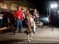 El perro que baila merengue
