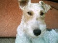 My Best Friend Dog