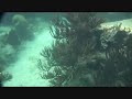 Vacation Snorkeling Akumel Mexico Part II