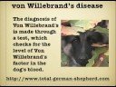 von Willebrands in the German Shepherd - vWD in the GSD - vWD von Willebrands in the German Shepherd - vWD in the GSD - vWD