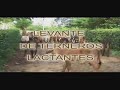 video ganaderia 4 video ganaderia 4