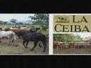 video ganaderia 4